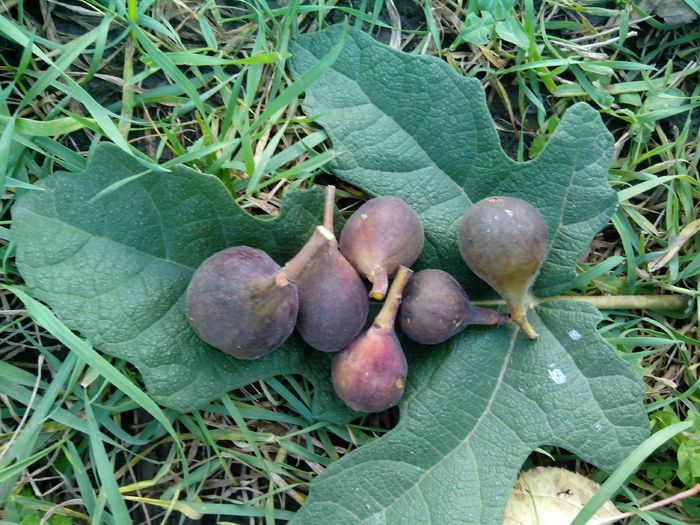 black_cartagena_figs_02 - Smochin Black Cartagena