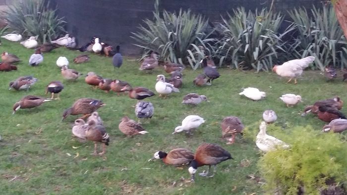 Dimineata pe racoare - ratele la gramada