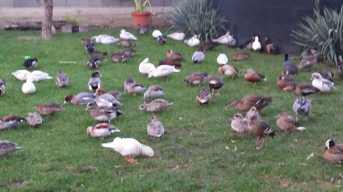  - ratele la gramada