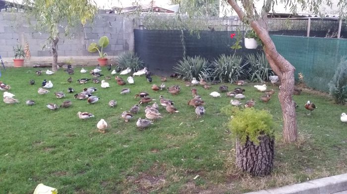  - ratele la gramada