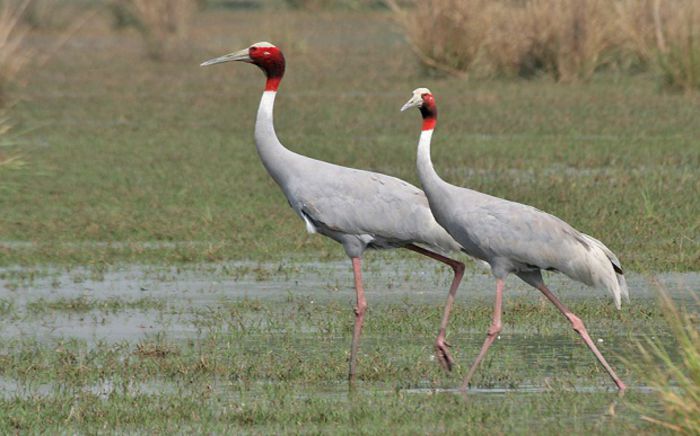cocorul-sarus - Pasari in lume