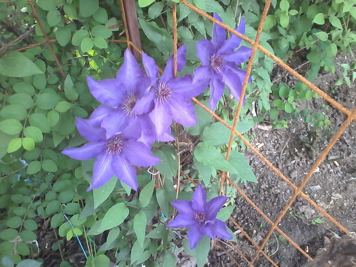 dIMG_20150511_082924; Clematis
