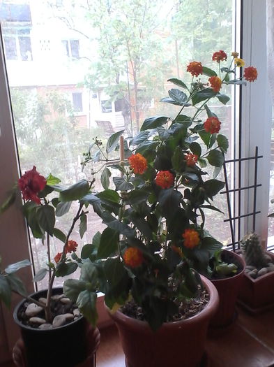 IMG_20150420_175929; Lantana
