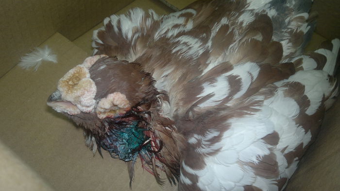 2015-10-31-10006 - LA OPERATIE