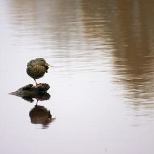 21735_d1dcfef30dc5e8f80b8840c7a6b3c3a1_mdsq - BIRDS