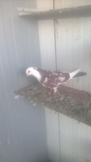 WP_20151031_16_33_09_Pro