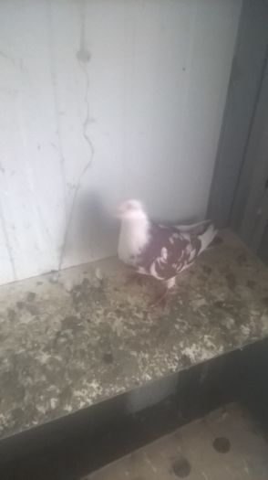 WP_20151031_16_33_01_Pro