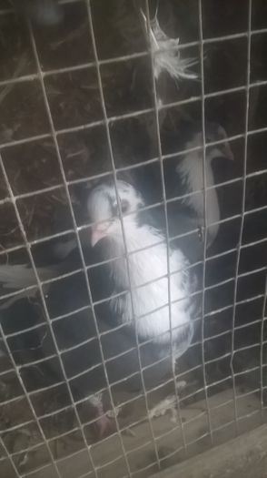 WP_20151031_16_31_43_Pro