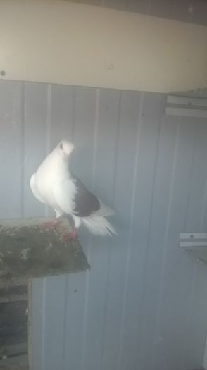 WP_20151031_16_23_12_Pro