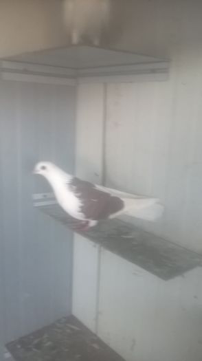 WP_20151031_16_23_07_Pro