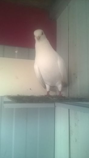 WP_20151031_16_22_19_Pro