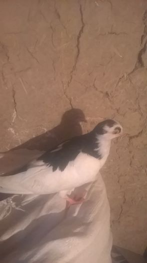 WP_20151031_16_49_54_Pro