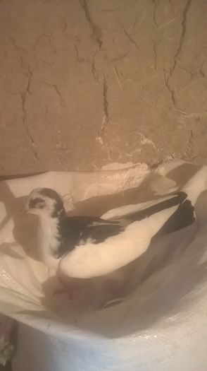 WP_20151031_16_49_17_Pro