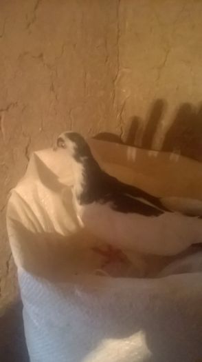 WP_20151031_16_49_10_Pro