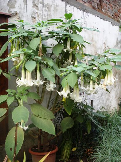 florile toamnei (1) - brugmansia