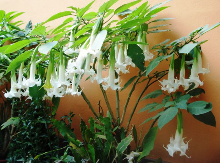 florile toamnei (2) - brugmansia
