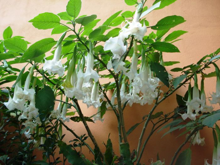 florile toamnei (3) - brugmansia
