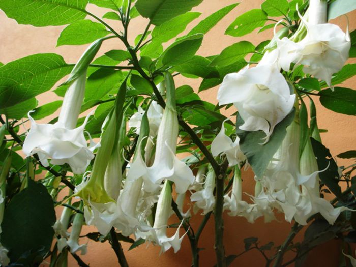 florile toamnei (4) - brugmansia