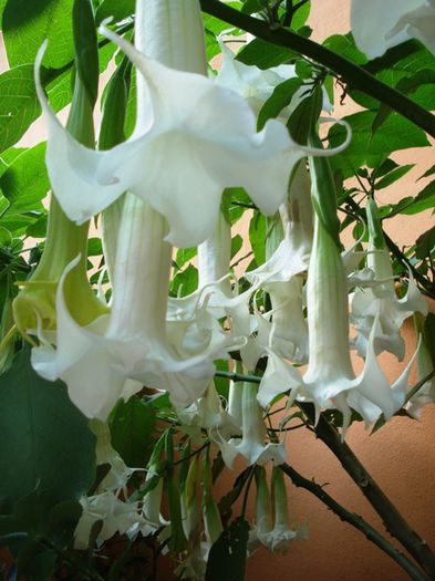 florile toamnei (5) - brugmansia