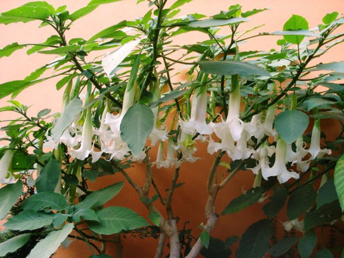 florile toamnei (6) - brugmansia