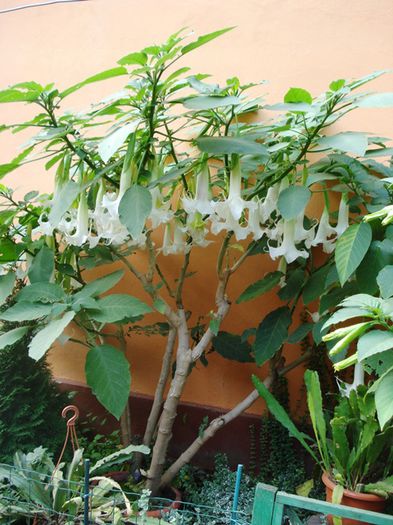 florile toamnei (7) - brugmansia