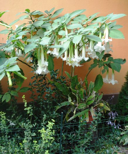 florile toamnei (8) - brugmansia