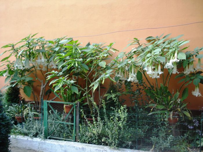 florile toamnei (9) - brugmansia