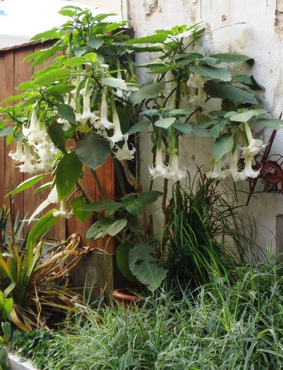 florile toamnei (11) - brugmansia