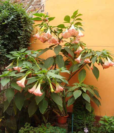 florile toamnei (12) - brugmansia