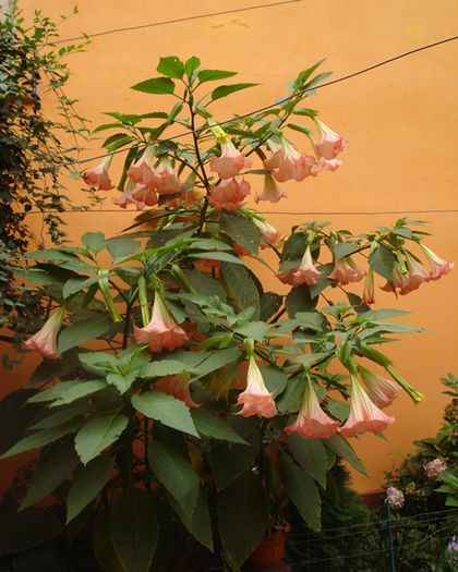 florile toamnei (14) - brugmansia