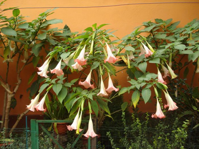 florile toamnei (15) - brugmansia