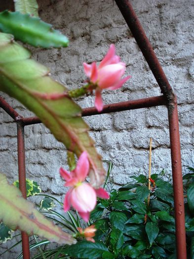 inflorire de toamna (4)
