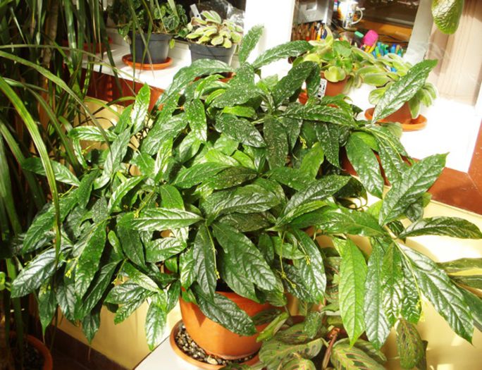 pregatiri de inflorire (1)