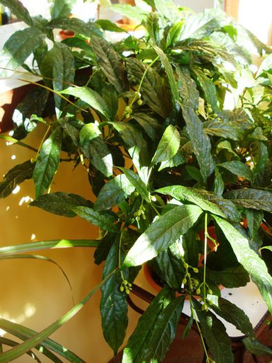 viitori fluturasi imaculati (1)