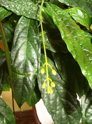 viitori fluturasi imaculati (2) - clerodendron wallichii - prospero