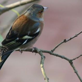 23115_ca122a61c0e03ba29edc9e9bfcf97aee_mdsq - BIRDS