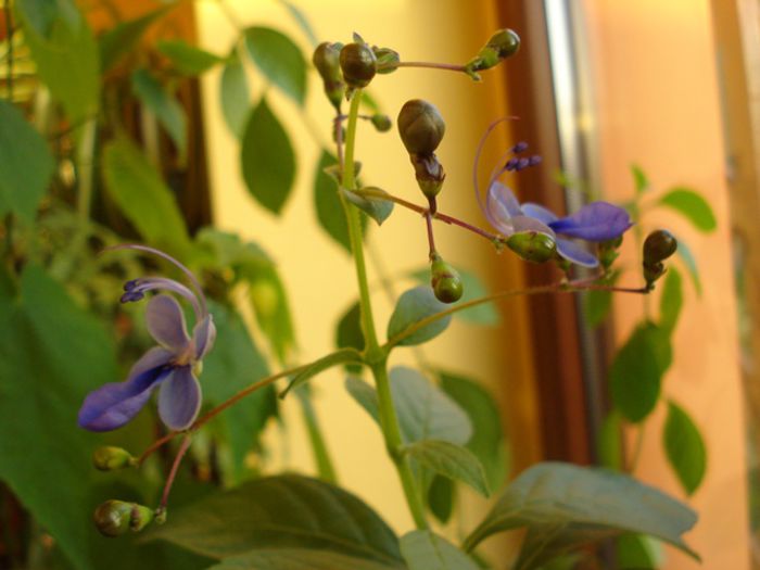 mult doritii fluturasi albastri (3) - clerodendron ugandese