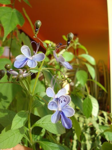 mult doritii fluturasi albastri (4) - clerodendron ugandese