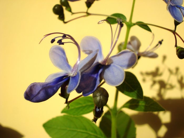 mult doritii fluturasi albastri (5) - clerodendron ugandese