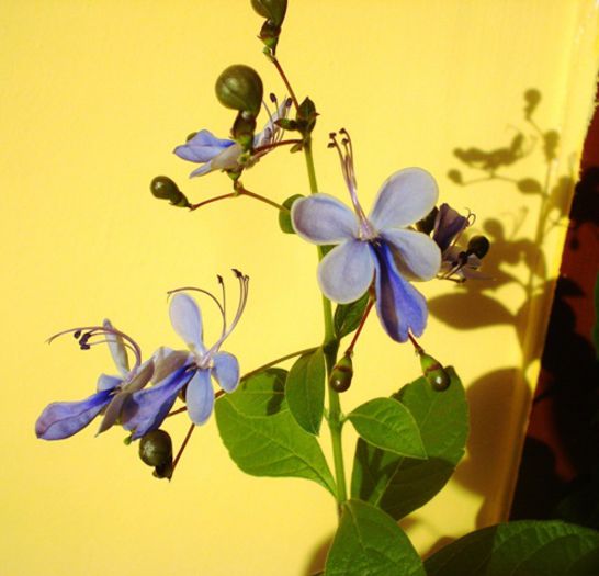 mult doritii fluturasi albastri (6) - clerodendron ugandese
