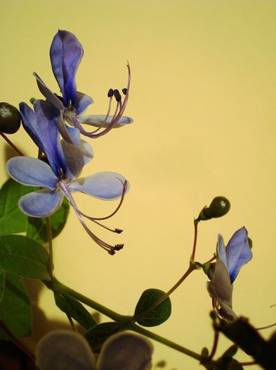 mult doritii fluturasi albastri (7) - clerodendron ugandese
