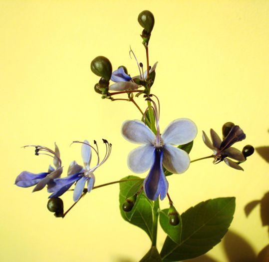 mult doritii fluturasi albastri (8) - clerodendron ugandese