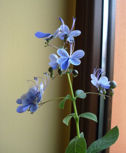 mult doritii fluturasi albastri (9) - clerodendron ugandese