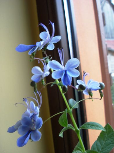 mult doritii fluturasi albastri (10) - clerodendron ugandese