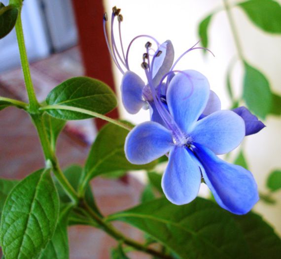 mult doritii fluturasi albastri (16) - clerodendron ugandese