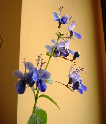 mult doritii fluturasi albastri (21) - clerodendron ugandese