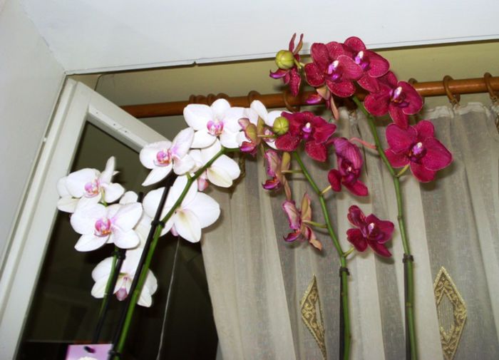 pete de culoare in toamna (2)