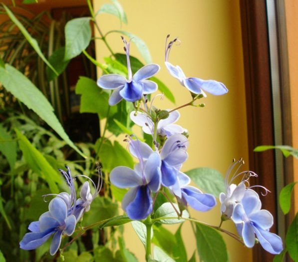 pete de culoare in toamna (4)