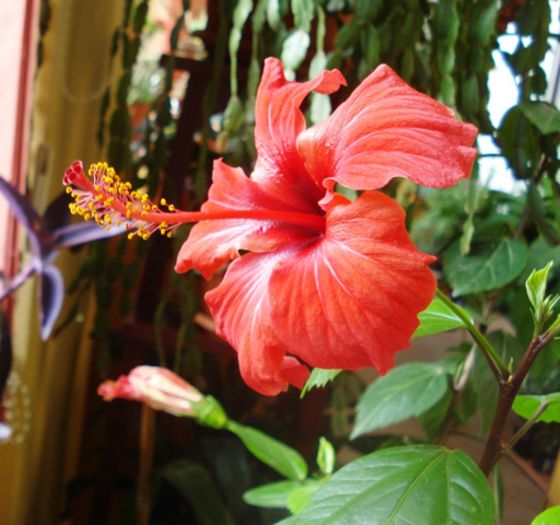 pete de culoare in toamna (7)