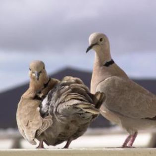 25147_6dffa5532b72047e0ceb3445ffbeacd1_mdsq - BIRDS